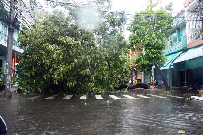 Nhiều cây xanh gãy đổ tại TP Nha Trang.