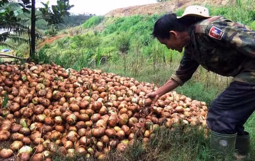 Hành tây Đà Lạt có giá cao nhất hiện lên tới 44.500 đồng/kg.