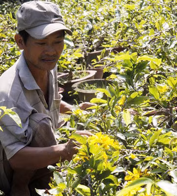Thời tiết không thuận lợi, nhiều vườn mai nở sớm khiến nhà vườn lao đao. Thời tiết không thuận lợi, nhiều vườn mai nở sớm khiến nhà vườn lao đao.