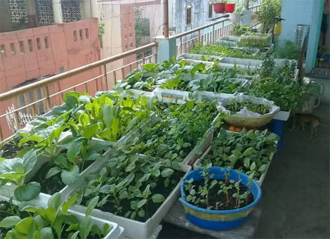 Rất nhiều người tìm giải pháp trồng rau sạch trên sân thượng.