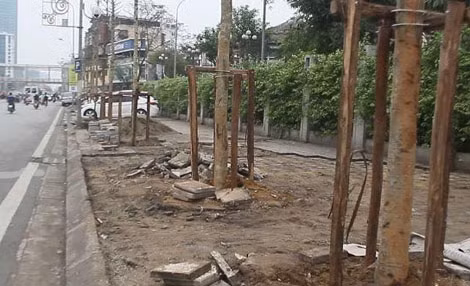 Dư luận phản ứng khi biết cây thay thế trên phố Nguyễn Chí Thanh là cây Mỡ không phải Vàng Tâm.