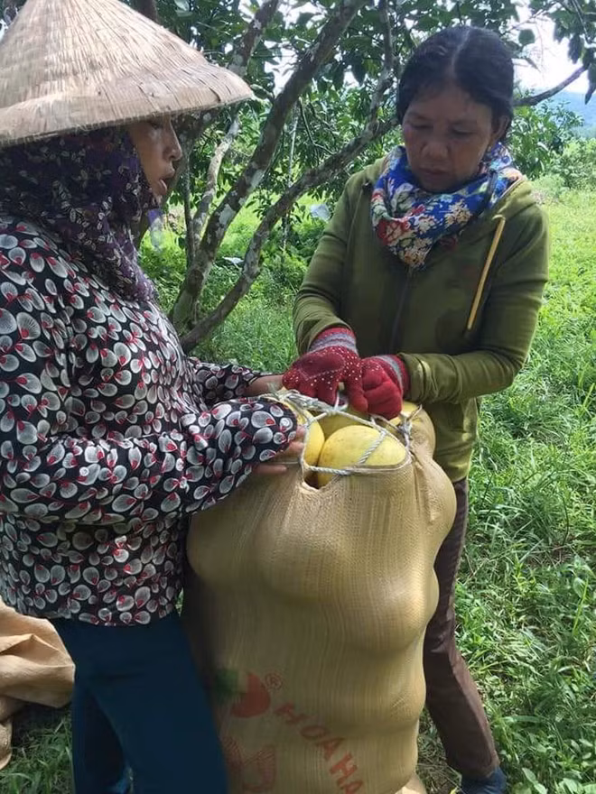 Nông dân thu hoạch bưởi