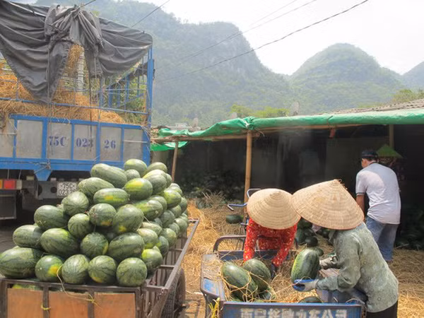 Thương nhân xuất khẩu cần tuân thủ nghiêm các quy định về tiêu chuẩn chất lượng, truy xuất nguồn gốc khi xuất dưa hấu sang Trung Quốc. ( ảnh minh hoạ Internet) Thương nhân xuất khẩu cần tuân thủ nghiêm các quy định về tiêu chuẩn chất lượng, truy xuất nguồn gốc khi xuất dưa hấu sang Trung Quốc. ( ảnh minh hoạ Internet)