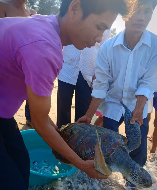 Cá thể rùa biển quý hiếm được ngư dân ở xã Lộc An, huyện Phú Lộc thả về biển.