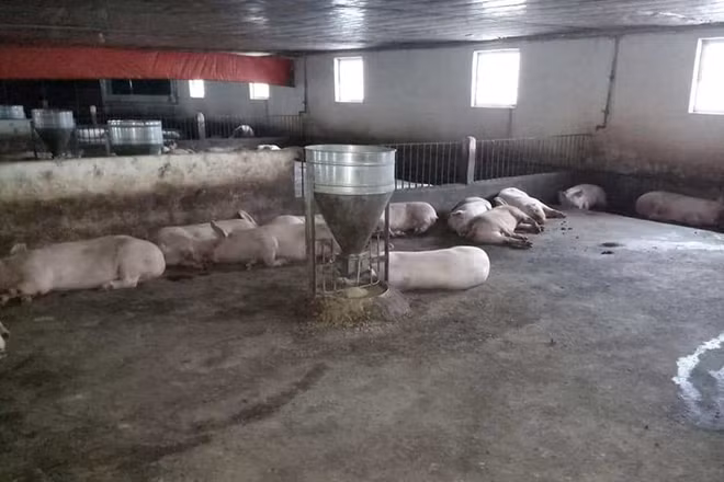 200 con heo ở trang trại Việt Thái bị phát hiện nhiễm virus lở mồm long móng.