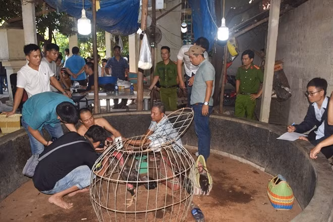 Công an thị xã Hương Trà xóa sổ sới gà quy mô lớn tại thôn An Thuận, xã Hương Toàn.