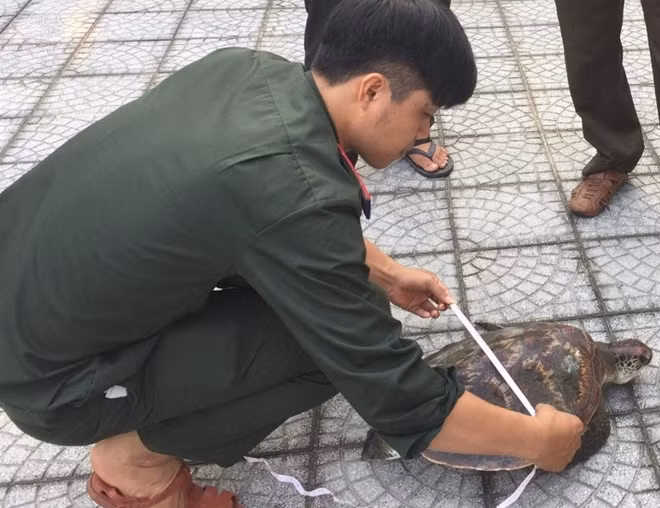 Cá thể rùa biển có tên trong sách đỏ mắc lưới ngư dân được cứu hộ và thả về biển.