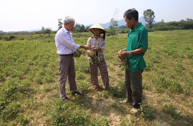 Nhiều cánh đồng lạc ở thị xã Hương Trà bị khô hạn, thiếu nước tưới tiêu nghiêm trọng.