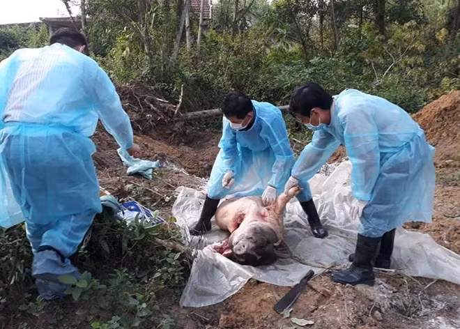 Hiện đã có 2 ổ DTLCP xuất hiện tại địa bàn tỉnh Thừa Thiên- Huế.