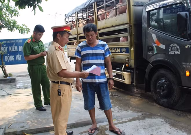 CSGT nhắc nhở tài xế cần tuân thủ đúng quy định pháp luật khi vận chuyển lợn, nhất là vào thời điểm có DTLCP.