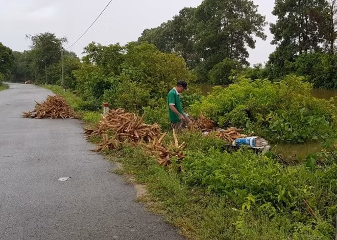 Người dân Phong Điền thu hoạch sắn để tránh ngập úng.