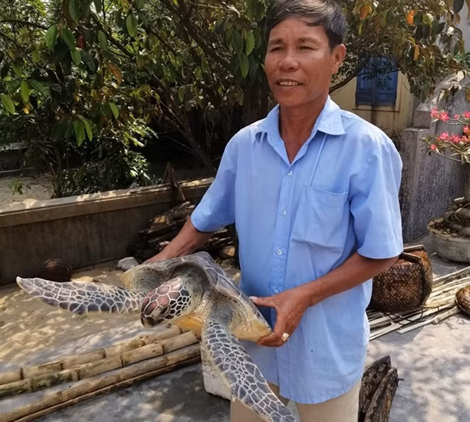 Ngư dân ở các xã ven biển tỉnh Thừa Thiên- Huế đã phát hiện nhiều rùa biển quý hiếm đi vào bờ nên đã cứu hộ.