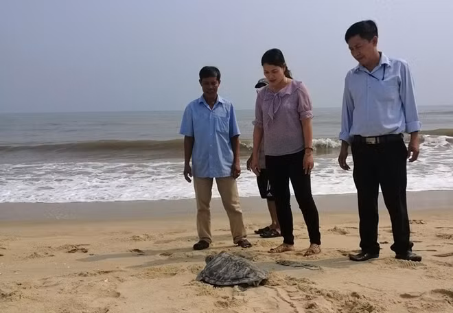 Ngư dân và lực lượng chức năng cùng phối hợp thả rùa biển quý hiếm trở lại biển khơi.