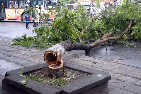Một cây sưa bị cưa trộm vào lúc rạng sáng trên đường Nguyễn Trãi.