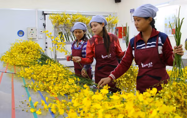 Đóng gói lan vũ nữ xuất khẩu sang thị trường Nhật Bản.