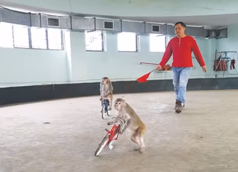 Nghệ sĩ Chí Quang cùng các chú khỉ đang luyện tập tiết mục khỉ đi xe đạp.