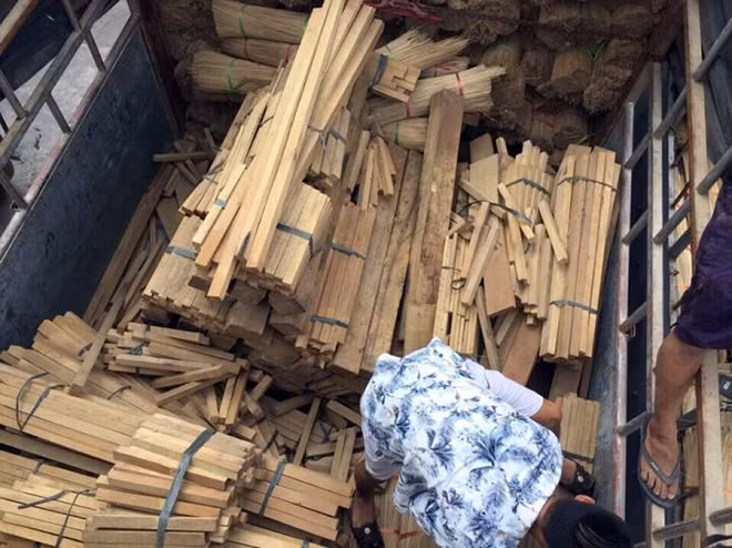 Số gỗ lậu được giấu trong xe tải chở cành cây vầu.