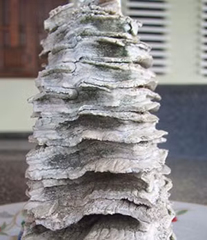 Vật thể lạ nghi “hàm răng voi ma mút”.