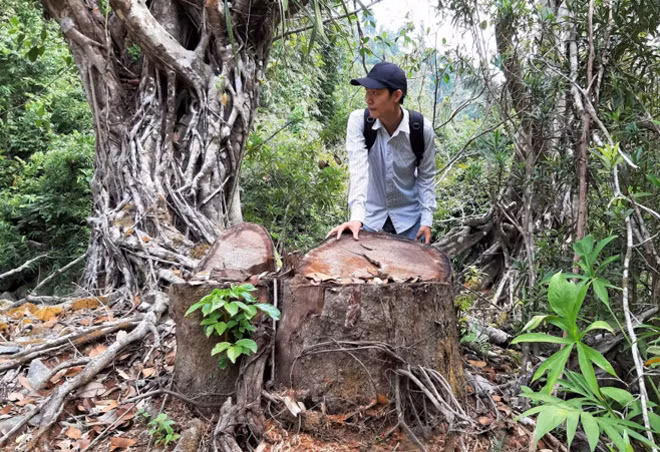 Ông B.H. (thôn Pà Căng, xã Cà Dy) cho biết, khu vực rừng Cà Dy bị phá hơn 10 năm nay. Chủ yếu là người dân địa phương lén lút vào cưa gỗ rồi dùng trâu kéo gỗ ra khỏi rừng. Ông B.H. (thôn Pà Căng, xã Cà Dy) cho biết, khu vực rừng Cà Dy bị phá hơn 10 năm nay. Chủ yếu là người dân địa phương lén lút vào cưa gỗ rồi dùng trâu kéo gỗ ra khỏi rừng.