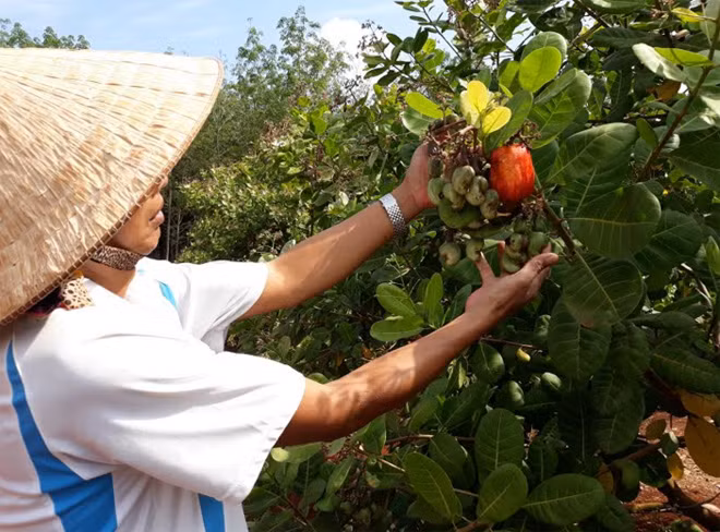 Nhiều diện tích điều non 2 năm tuổi, mới cho bói nhưng sai trĩu hạt.