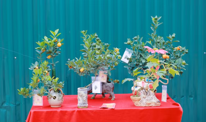 Những chậu quất được chọn trưng bày tại hội chợ lần này có đủ kích thước và hình dáng khách nhau. Không cây nào giống cây nào.
