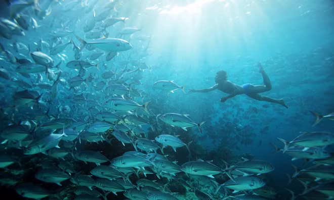 Một thành viên của bộ lạc Bajau đang săn cá tại rặng san hô. Ảnh: Timothy Allen/Getty Images.