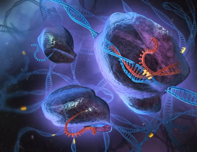 CRISPR gây đột biến gen, giúp thể thực khuẩn trở thành một thợ săn vi khuẩn mạnh hơn.