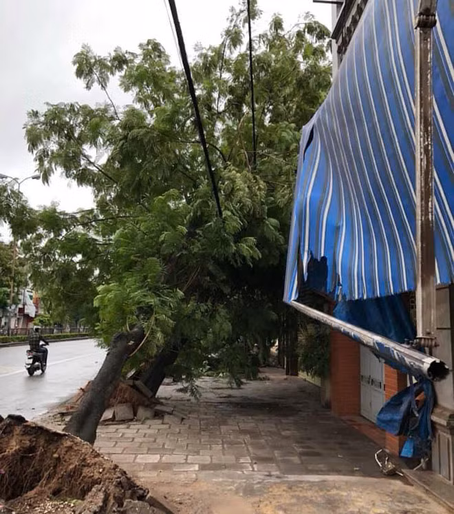 Nhiều cây to ở nội thành Hải Phòng bị bật gốc.