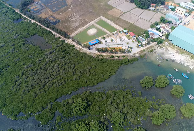 Tại xã Tam Giang có hơn 60ha rừng ngập mặn với chức năng phòng hộ.
