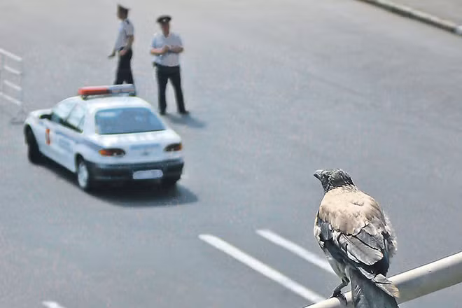 Chim bồ câu được huấn luyện trở thành điệp viên nghe trộm.