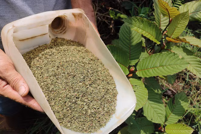 Một người trồng kratom ở Indonesia giới thiệu lá và sản phẩm từ lá kratom sau khi chế biến. Ảnh: AFP.