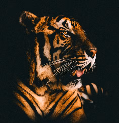 Trung Hoa thời cổ đại, cọp được người dân sùng kính. Ảnh nguồn: Sacha Styles (Unsplash). Trung Hoa thời cổ đại, cọp được người dân sùng kính. Ảnh nguồn: Sacha Styles (Unsplash).