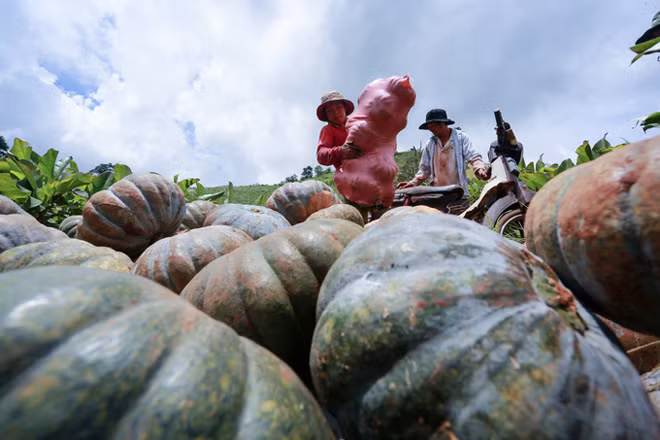 Thu hoạch bí dưới chân núi lửa chư Đăng Ya.