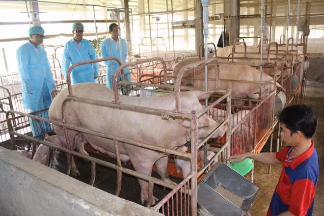 Lãnh đạo TP Cần Thơ kiểm tra công tác chống dịch trên đàn nuôi ở quận Thốt Nốt. Lãnh đạo TP Cần Thơ kiểm tra công tác chống dịch trên đàn nuôi ở quận Thốt Nốt.