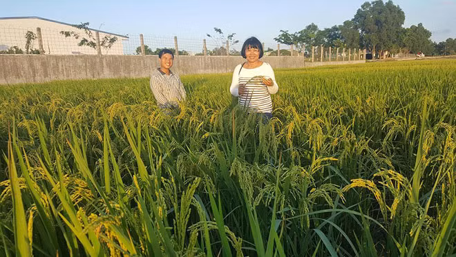 Giống lúa do Giáo sư Nguyễn Thị Lang nghiên cứu đang trổ bông. Giống lúa do Giáo sư Nguyễn Thị Lang nghiên cứu đang trổ bông.