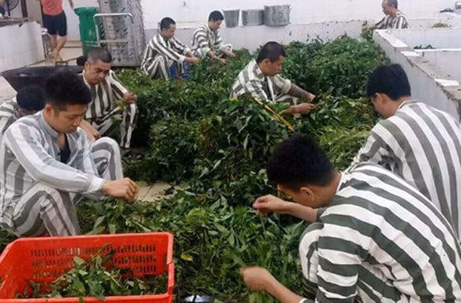 Các phạm nhân ở Trại tạm giam số 2 - Công an TP Hà Nội chuẩn bị cho bữa ăn tập thể (Ảnh CTV).