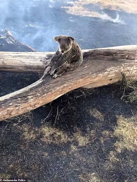 Hình ảnh gấu mẹ koala ôm chặt con vào lòng để bảo vệ trong vụ hỏa hoạn khiến những người lính cứu hỏa xúc động sâu sắc.