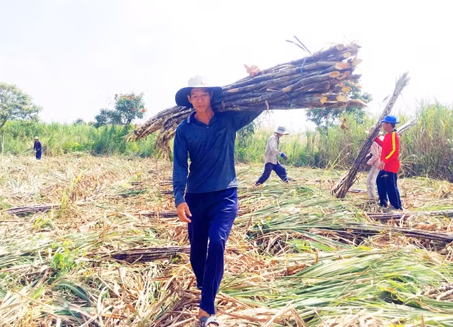 Casuco đánh giá nguyên liệu niên vụ sản xuất 2019 – 2020 chỉ đủ cho một nhà máy sản xuất, nên quyết định tạm ngưng hoạt động Nhà máy đường Vị Thanh.