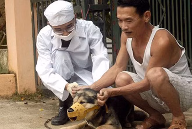 Tiêm phòng cho chó để ngăn ngừa bệnh dại.