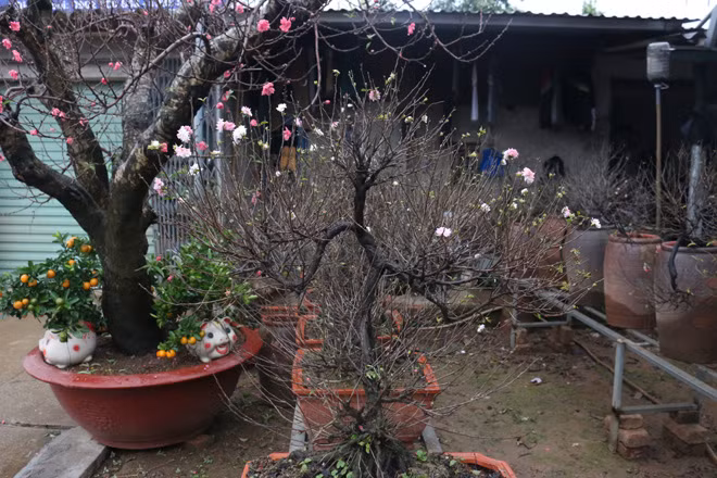 Anh Việt, chủ vườn đào Vĩnh Tiến cho biết, những gốc mai phải mất từ 2 đến 10 năm để có thể bán ra thị trường và có giá từ 5 – 7 triệu đồng tùy thuộc vào tuổi thọ và nguồn gốc cây.