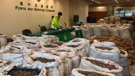 Số lượng lớn tê tê tịch thu ở Hongkong vào tháng 2-2019. Số lượng lớn tê tê tịch thu ở Hongkong vào tháng 2-2019.