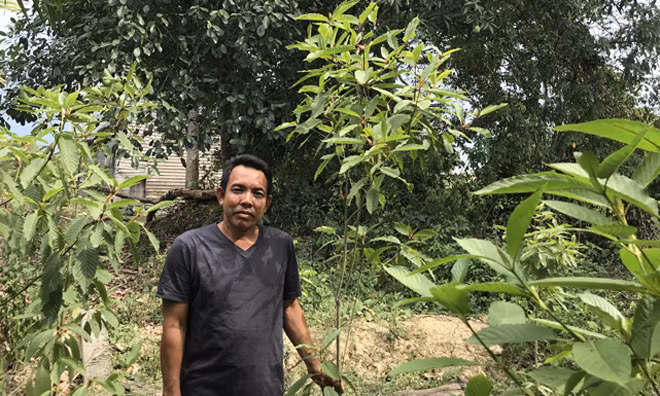 Ông Sauqani đứng cạnh một cây kratom trong sân nhà mình. Ảnh: Resty Woro Yuniar.