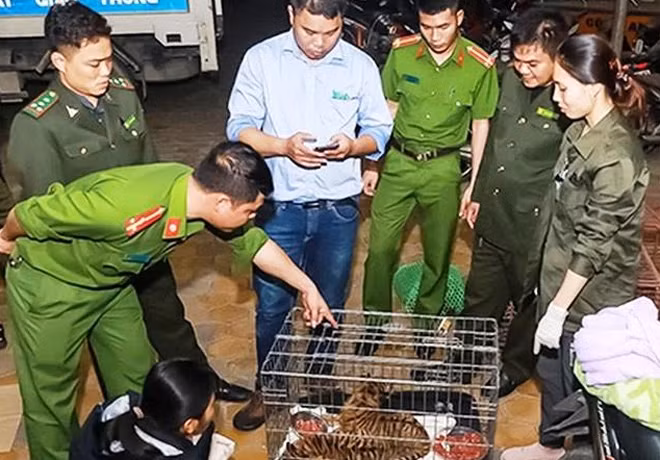 Lực lượng chức năng Hà Tĩnh phát hiện 2 cá thể hổ các đối tượng bỏ lại tại hiện trường. Lực lượng chức năng Hà Tĩnh phát hiện 2 cá thể hổ các đối tượng bỏ lại tại hiện trường.