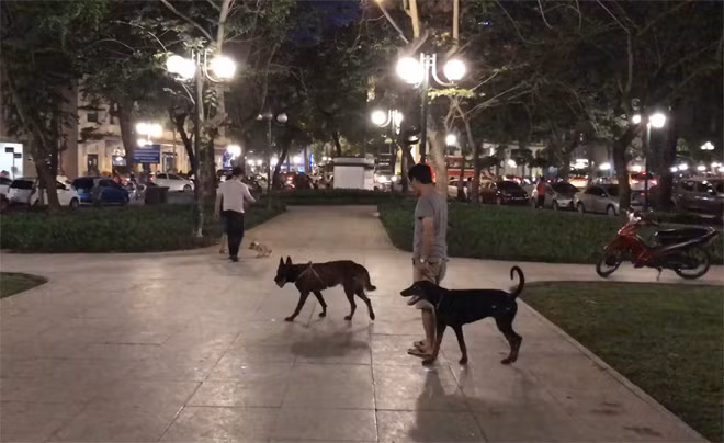 Chó dữ thả rông tại một vườn hoa trung tâm Hà Nội.