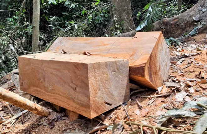 Gỗ rừng bị đốn hạ rồi cắt thành các phách. Gỗ rừng bị đốn hạ rồi cắt thành các phách.