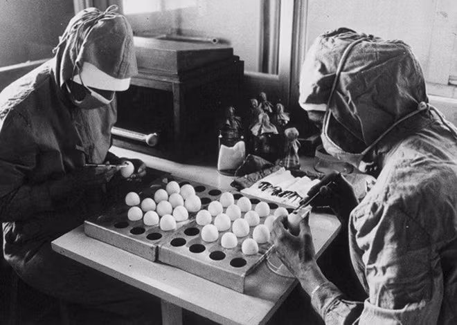 Maurice Ralph Hilleman cùng các cộng sự dùng trứng để nuôi cấy virus sởi, Maurice Ralph Hilleman cùng các cộng sự dùng trứng để nuôi cấy virus sởi,