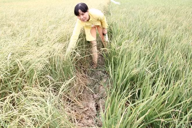 Đợt hạn mặn lịch sử đã gây thiệt hại nặng nề cho người dân vùng ĐBSCL.