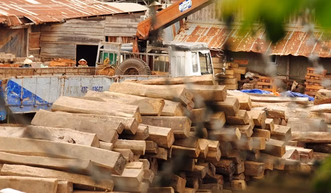 Hàng trăm m3 gỗ được thu giữ tại Công ty Hiền Thái đã bị cán bộ tại Cục THADS Đắk Lắk đánh tráo