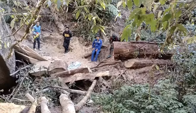 Hiện trường nơi xảy ra vụ phá rừng