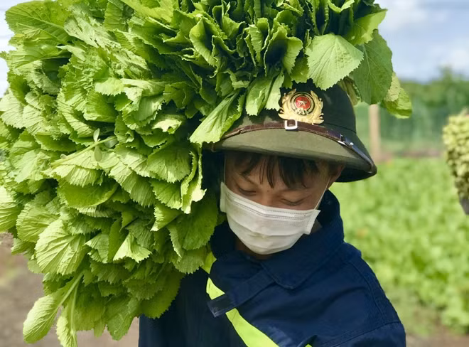 Đoàn viên thanh niên Công an tỉnh tham gia thu hoạch rau cùng người dân để gửi vào giúp đỡ đồng bào nơi tâm dịch
